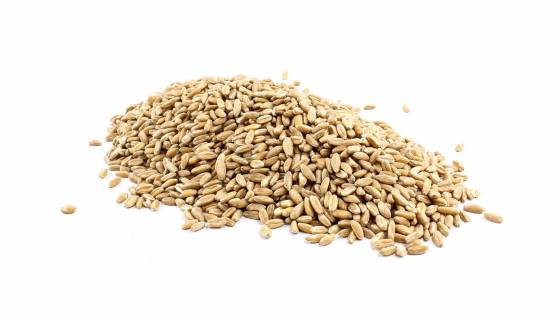 Rye Grain Organic image